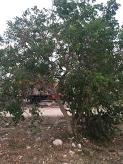 Erythrostemon yucatanensis