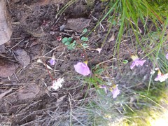 Oxalis commutata
