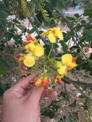 Erythrostemon yucatanensis