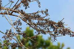 Bursera simaruba image