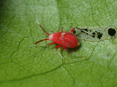 Coccobaphes frontifer