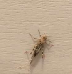 Trimerotropis pallidipennis