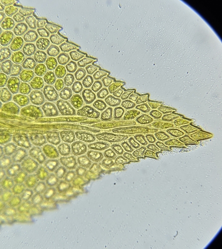 Image of Fissidens adianthoides by (c) Helen Waterman, some rights reserved (CC BY)