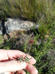 Crassula pruinosa