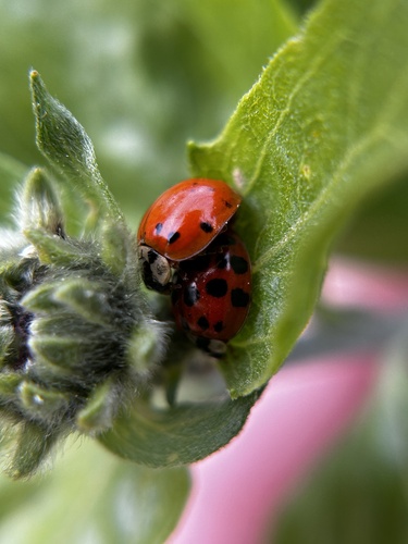 iNaturalist observation photo of Asian Lady Beetle