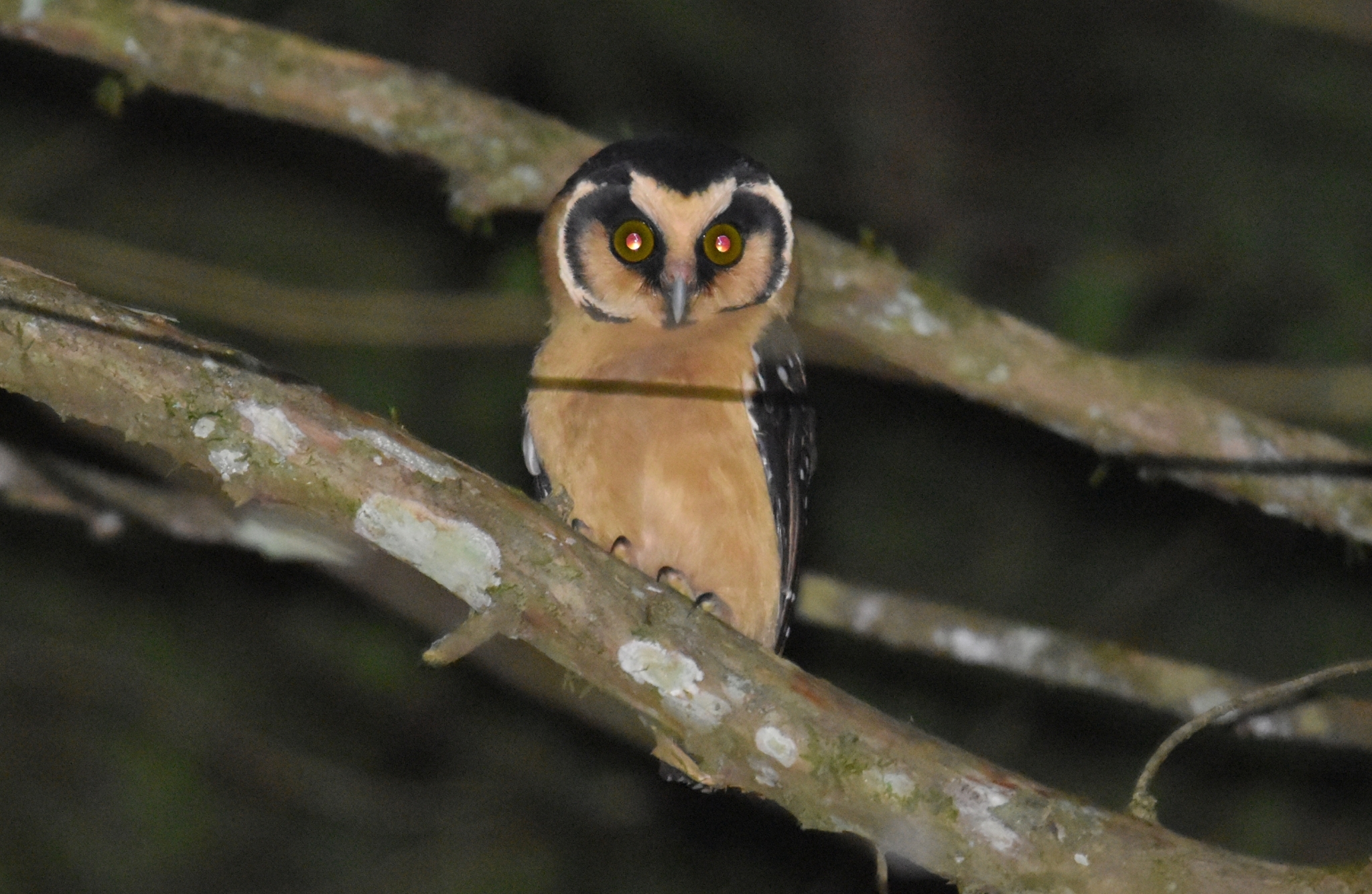Buff-fronted Owl (Aegolius harrisii), photo 9