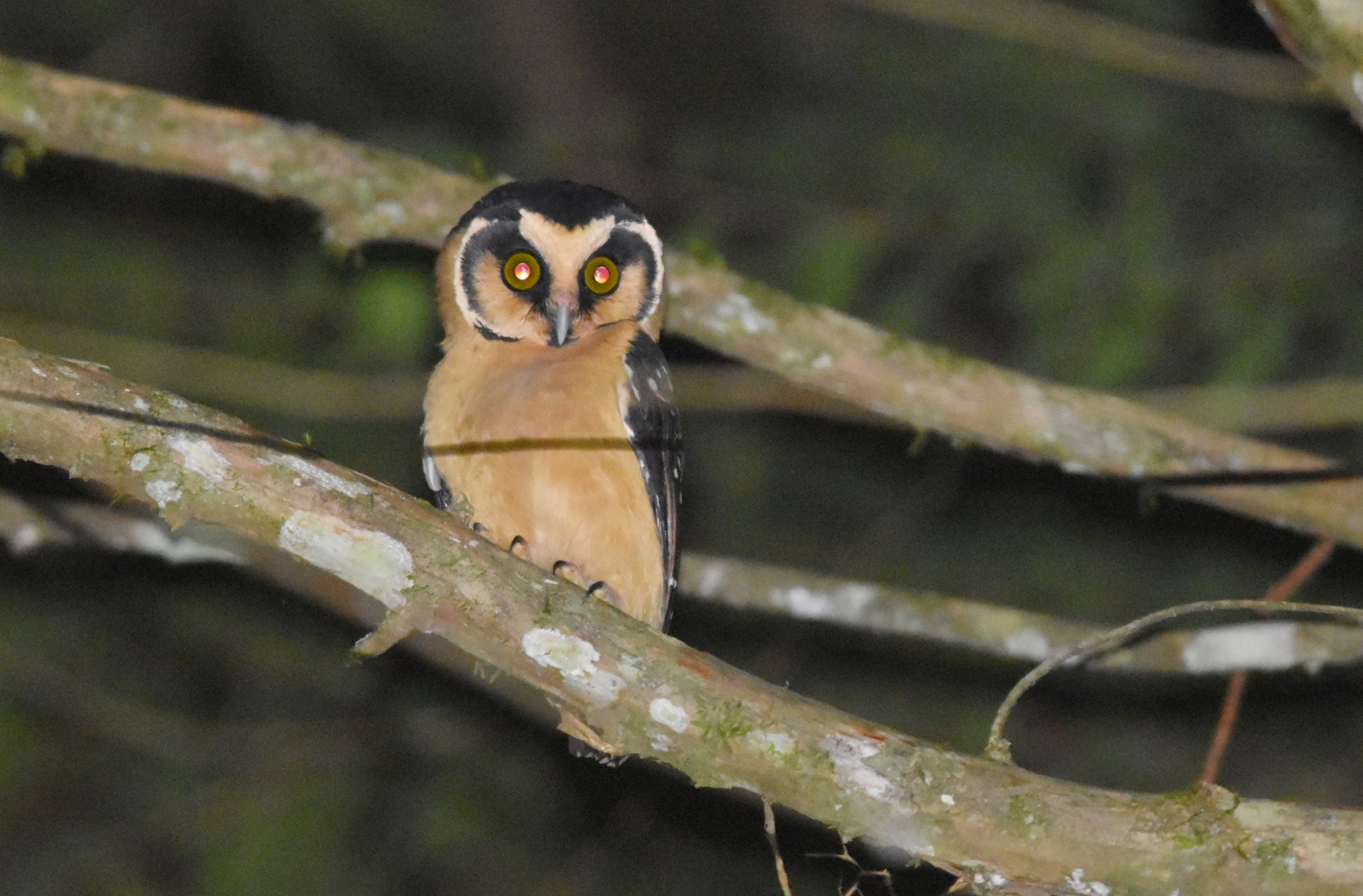 Buff-fronted Owl (Aegolius harrisii), photo 10