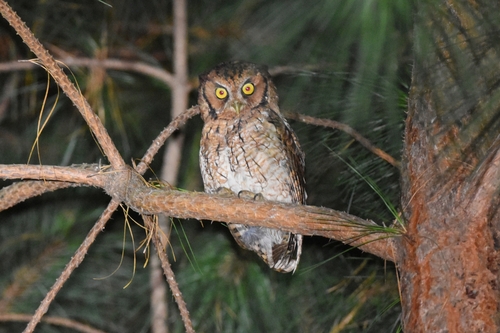 Long-tufted Screech-owl