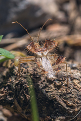 Phyllomorpha laciniata