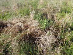 Tripsacum dactyloides