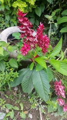 Megaskepasma
