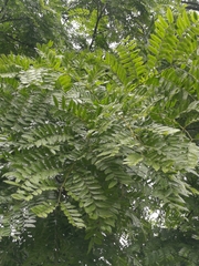 Dilodendron costaricense