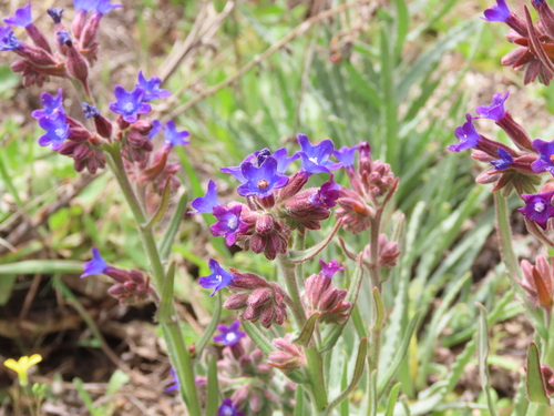 Image of Anchusa undulata by (c) Juan C. Espinosa, some rights reserved (CC BY)