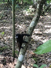 Saguinus fuscicollis