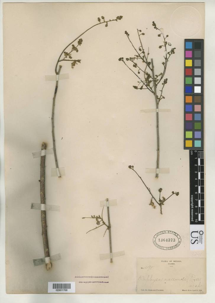 Diphysa racemosa
