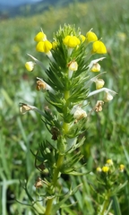 Castilleja rubicundula lithospermoides