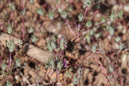 Image of Pogogyne abramsii by (c) Millie Basden, some rights reserved (CC BY)