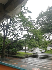 Dilodendron costaricense