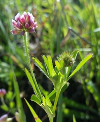 Trifolium bifidum decipiens