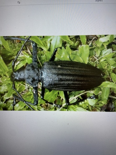 Giant Fijian Long-horned Beetle (Xixuthrus heros) · iNaturalist