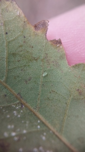 Quercus × duriensis