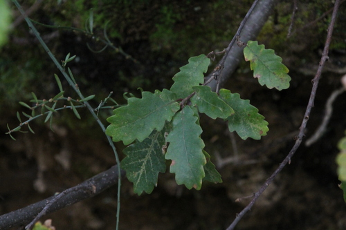 Quercus × duriensis