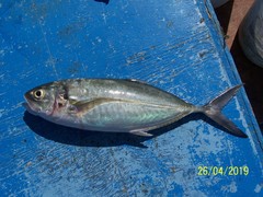 Caranx caballus