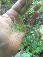 Ptilimnium capillaceum