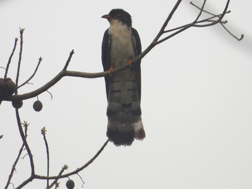 iNaturalist image