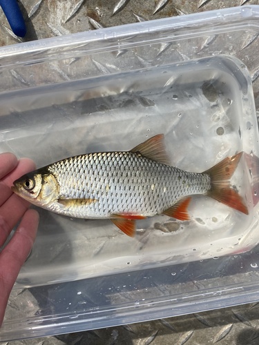 Rudd (Scardinius erythrophthalmus) — Cyprinidae — 3