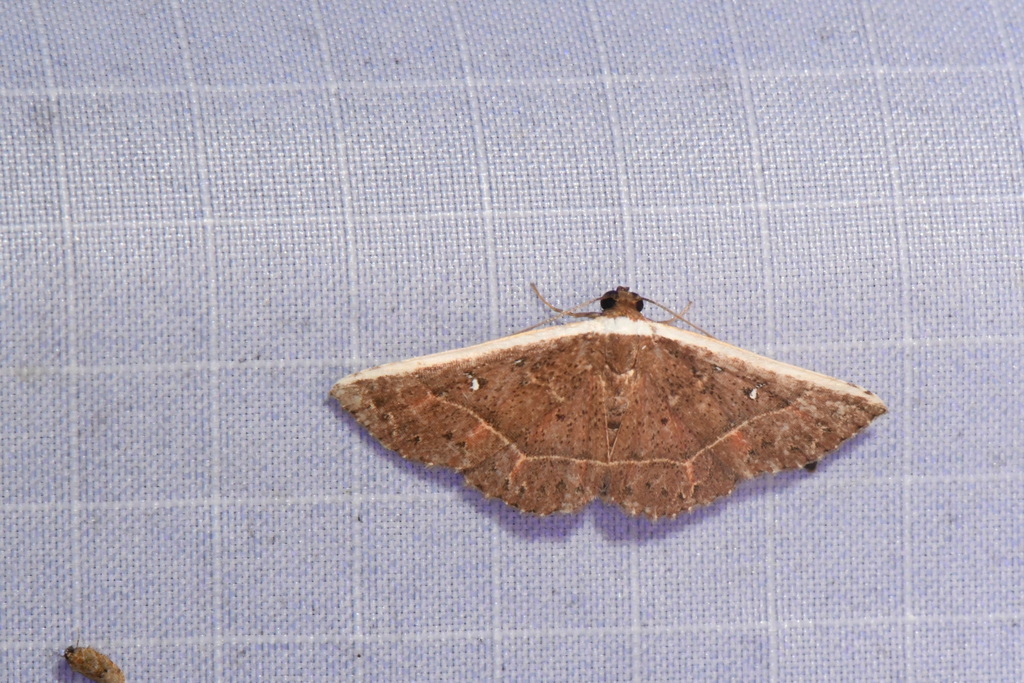Oruza leucocraspia