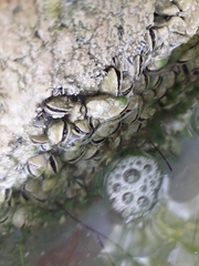Mytilopsis sallei image