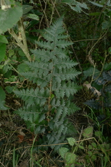 Polystichum oculatum