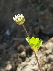 Trifolium microdon