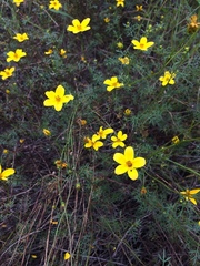 Bidens andicola