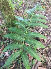 Cnemidaria