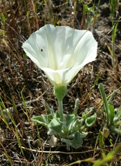 Calystegia collina oxyphylla