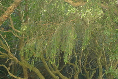 Metrosideros colensoi