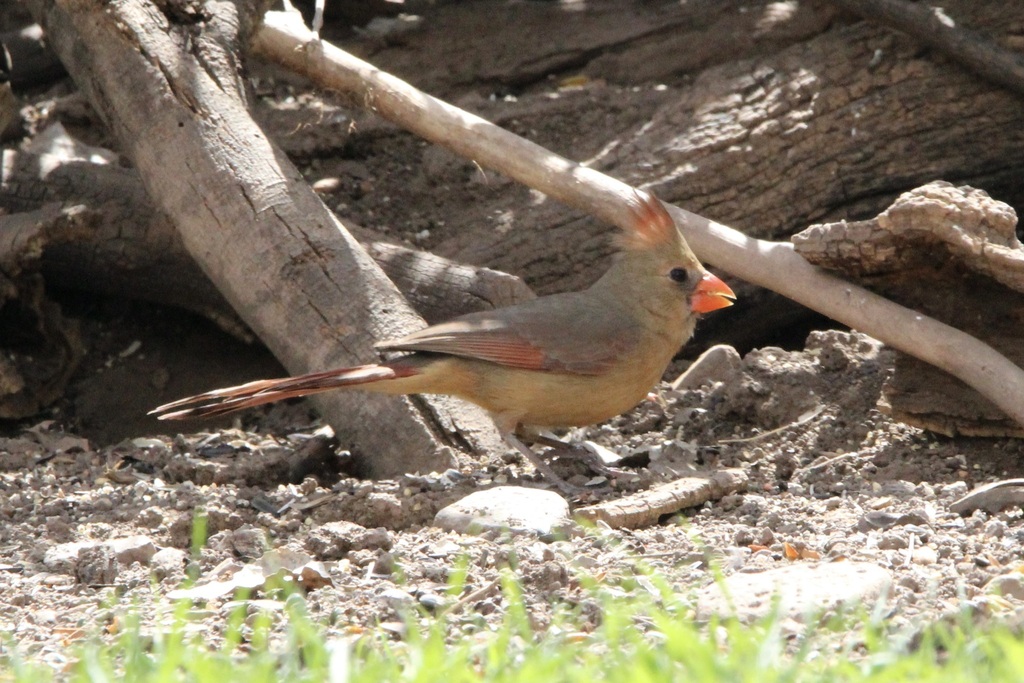 Arizona Cardinal