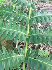 Cnemidaria