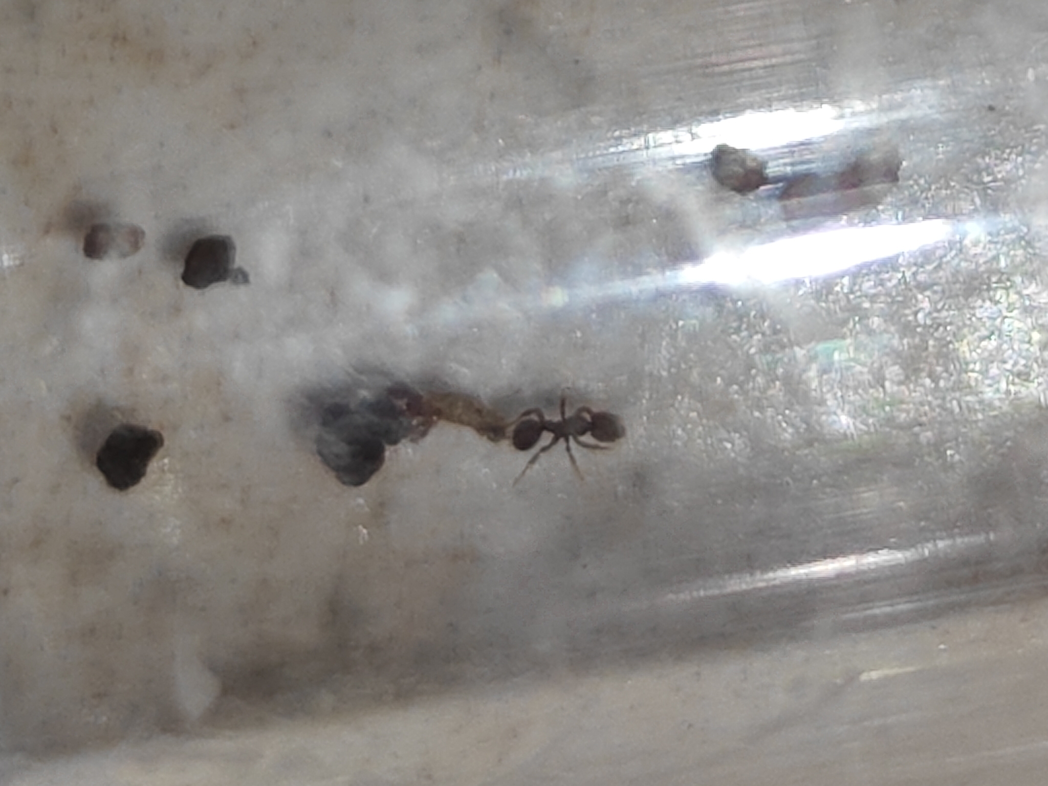 Octostruma obtusidens