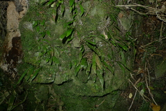 Loxogramme dictyopteris