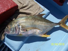 Caranx caninus