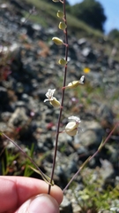 Streptanthus glandulosus secundus