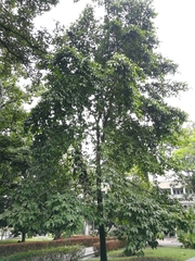 Brosimum alicastrum
