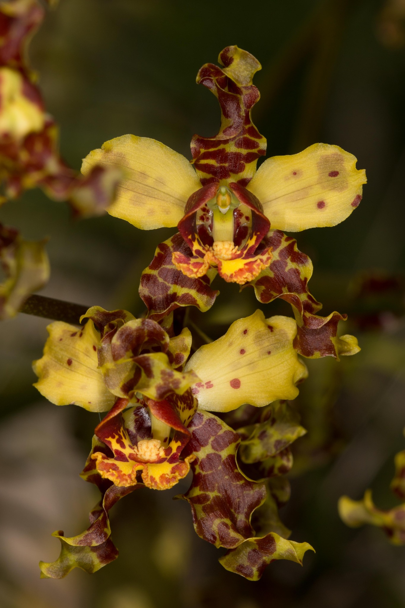 Cyrtopodium punctatum (L.) Lindl.