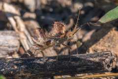 Phyllomorpha laciniata