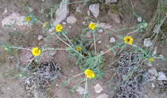 Asteriscus graveolens