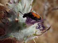 Eupompha elegans