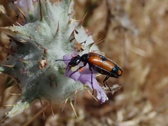 Eupompha elegans